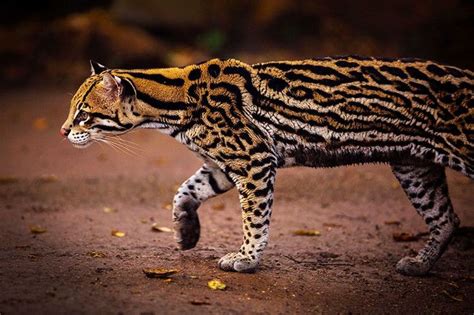 19 Awesome Wild Cat Species You've Probably Never Heard Of | Wild cat ...