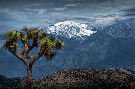 Joshua Tree at Keys View in Joshua Park National Park Photograph by ...