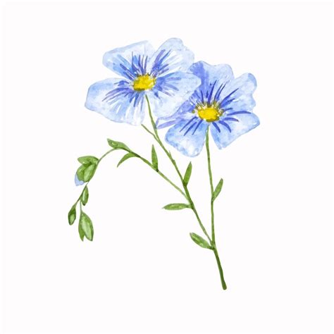 Zwei Leinene Wiesenblumen Aquarell Handgezeichnete Cliparts Premium