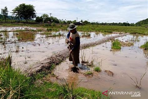 Petani Di Pesisir Selatan Keluhkan Kelangkaan Pupuk Bersubsidi Antara