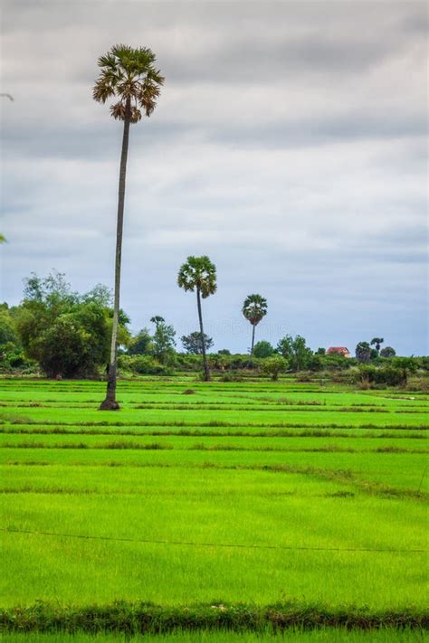 Cambodian rice fields stock photo. Image of green, food - 53592952