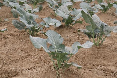 Broccoli Farm for Harvest are Cash Crops Stock Image - Image of ...