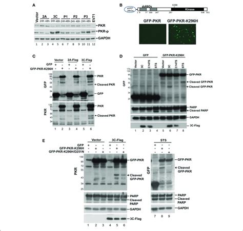 Viral C Protease Is Related To The Cleavage Of Recombinant Pkr A