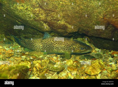 La trucha marrón la trucha de mar el Atlántico de Truchas Salmo