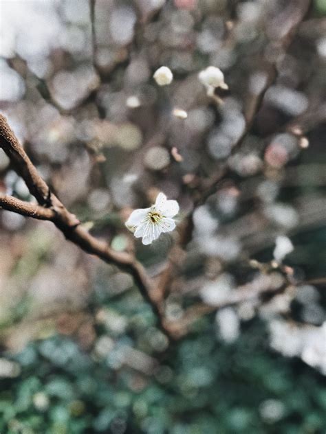 White Cherry Blossoms · Free Stock Photo