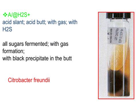 Biochemical Tests For Identification Of Bacteria PPT