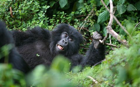 Gorilla Trekking Safaris In Rwanda And Uganda Combined