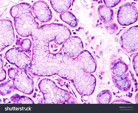 Histology Human Salivary Gland Tissue Show 스톡 사진 687988156 Shutterstock