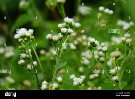 Macro shot Bandotan Ageratum conyzoides es un tipo de maleza agrícola