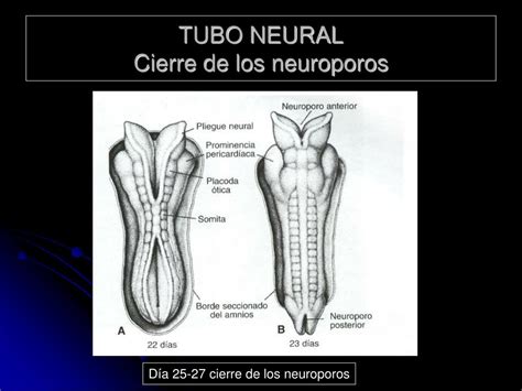 Ppt Cátedra De Embriología Powerpoint Presentation Free Download