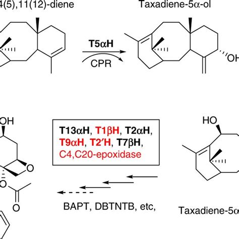 Scheme Of Taxol Biosynthesis Dmapp Dimethylallyl Diphosphate Ipp Download Scientific