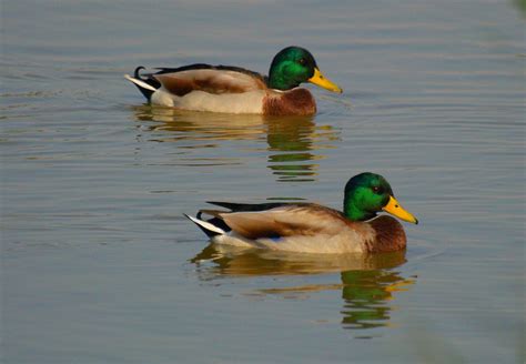 Vroege Vogels Foto Vogels Wilde Eend Weer Op Zn Mooist