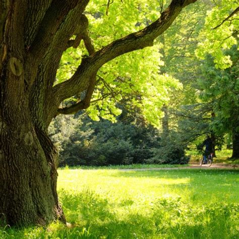 Signs Of Healthy Tree Growth Elite Tree Care