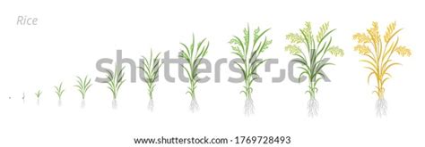 Rice Plant Growth Stages Development Cycle Stock Vector Royalty Free 1769728493