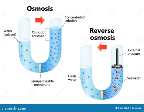 Osmosis Animation