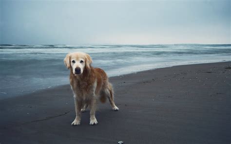 Dogs On The Beach Wallpaper Wallpapersafari