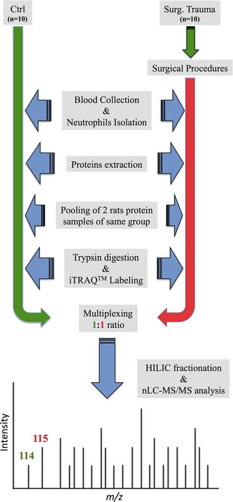 Experimental Workflow For The Quantitative Proteomic Analysis Of Rat Download Scientific