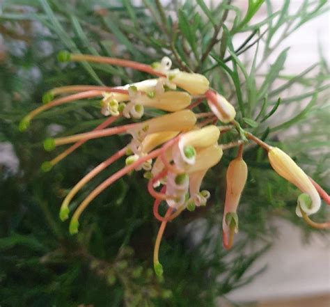 GREVILLEA SEMPERFLORENS 200MM Garden Feast