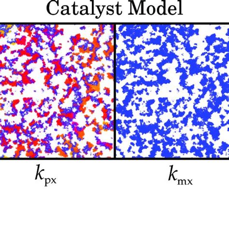 Spatial dynamics of the competition experiment at evolutionary ...