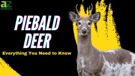 What Are Piebald Deer and How Rare Are They? - A-Z Animals