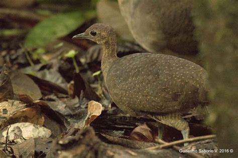 Tinamus Major Great Tinamou Tinamú Grande National Parks Bird