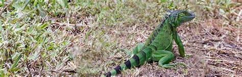 Miami Iguana Control Iguana Removal Services Trinity Pest Solutions