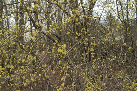 Kornelkirsche Gelber Hartriegel Cornus Mas