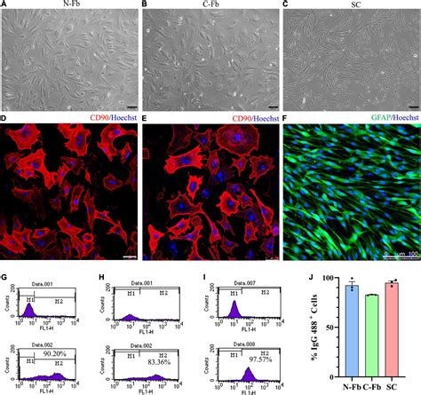 Frontiers Activin A Secreted From Peripheral Nerve Fibroblasts