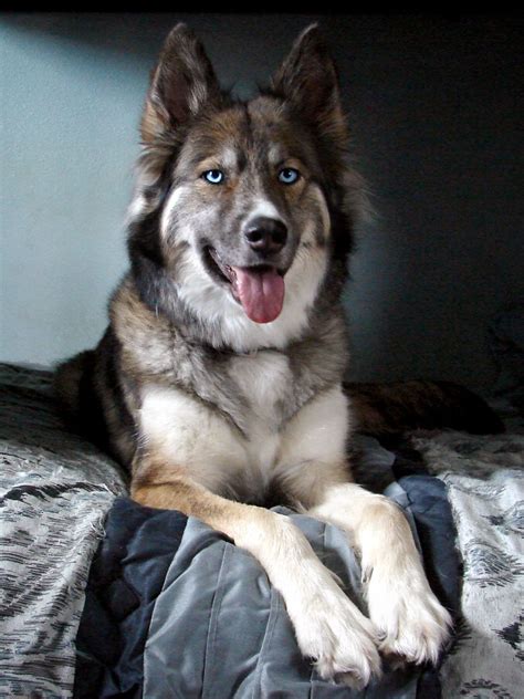 Gerberian Shepsky Dog Breed Information And Pictures Artofit