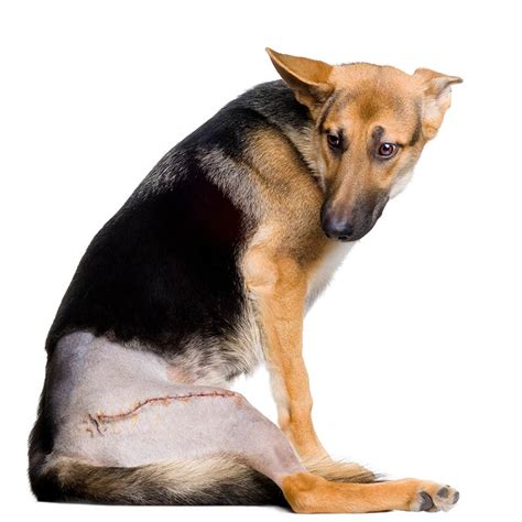 Can A Dog Live With A Torn ACL? - Dog Knee Surgery and Injuries