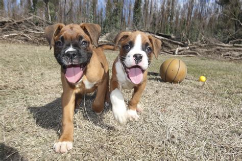 Boxer vs English Bulldog - Breed Comparison | MyDogBreeds