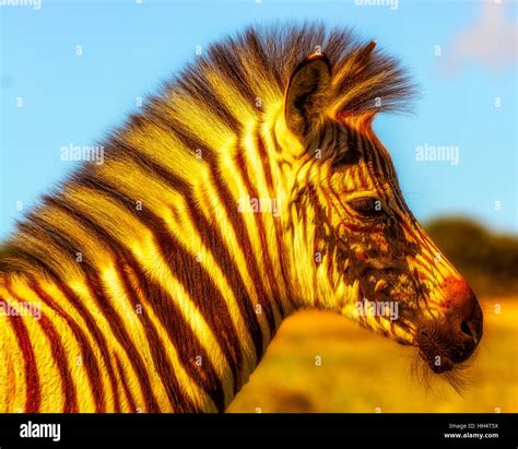 Golden Zebra