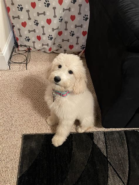 Dog's Coat Shedding Like Crazy at Kathleen Gorham blog