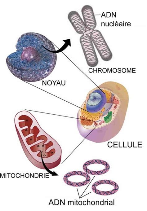 L Analyse De L Adn Mitochondrial Partie 1 Le Blog De Dna Solutions