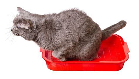 Цистит у кота – симптомы, диагностика, лечение, профилактика
