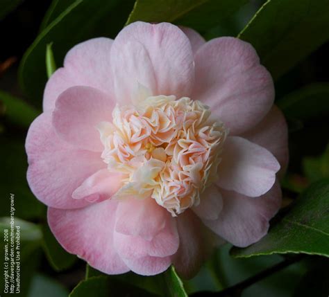 Plantfiles Pictures Common Camellia Japanese Camellia Peter Pan