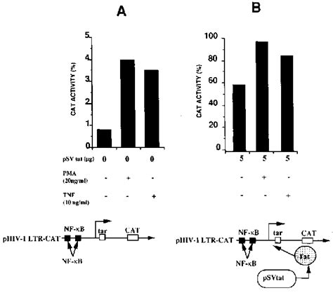 Up Regulation Of The Hiv 1 Promoter In The Absence Or Presence Of