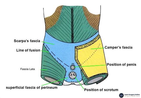 Colles Fascia