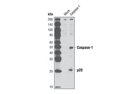 Caspase 1 D7f10 Rabbit Mab Cell Signaling Technology