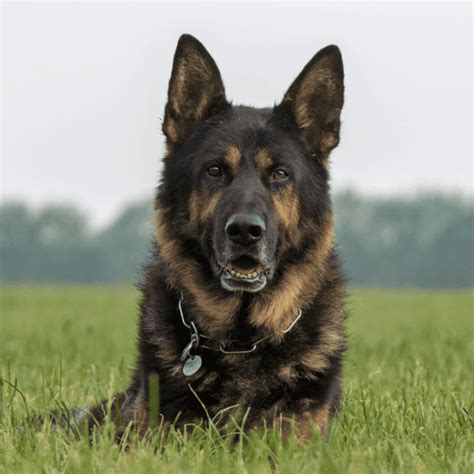 german shepherds good guard dogs  german shepherder