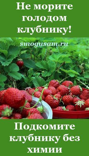 Чем можно подкормить клубнику | Посадка клубники, Посадка овощей ...