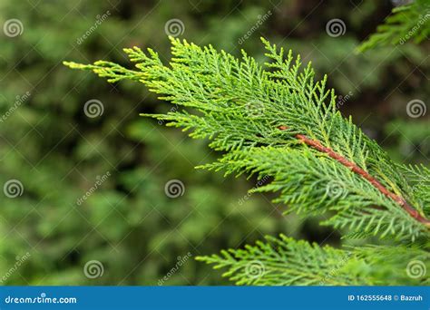 Thuja Evergreen Tree Branch Stock Photo Image Of Park Botanical