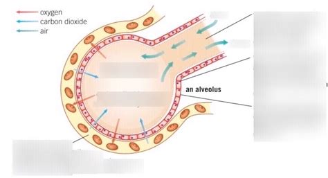 An alveolus Diagram | Quizlet