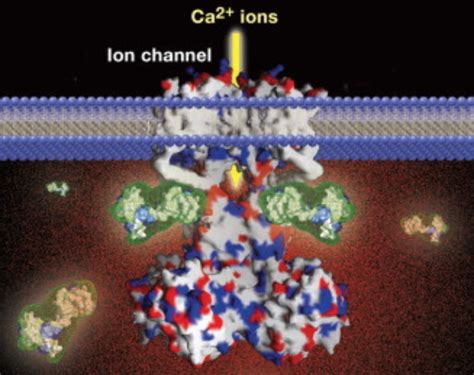 Calcium Signaling Pathway - Creative Diagnostics