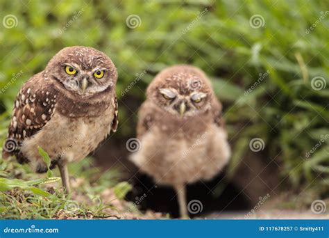 Family with Baby Burrowing Owls Athene Cunicularia Perched Outside a ...