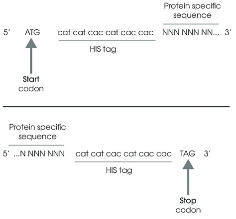 His-tag production and purification| Abcam