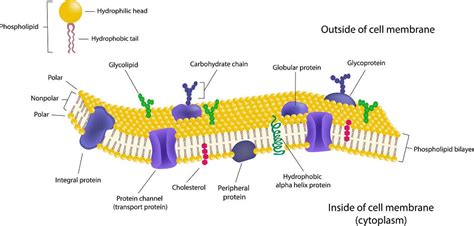 Cell Structure And Membranes