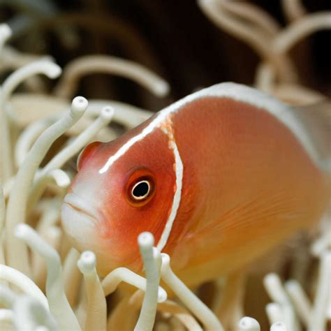 10 Fun Facts About Clownfish Anemonefish Factopolis