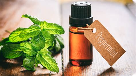 Does Peppermint Oil Repel Mice?