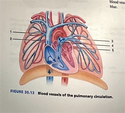 Pulmonary Circulation Diagram Quizlet